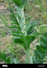 Image result for Dipsacus pinnatifidus
