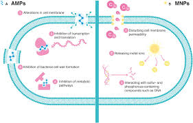 Image result for Antimicrobial Agent