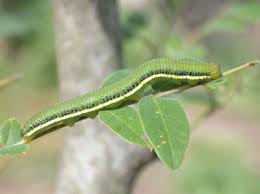 Image result for Cassia agnes