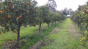 We have a range of fruit trees available. Leeming Fruit Trees Home Facebook
