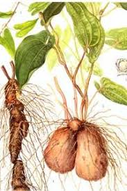 Image result for Dioscorea praehensilis