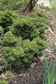 Image result for Chamaecrista plumosa