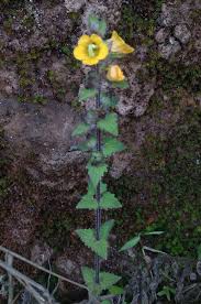 Image result for Alectra sessiliflora