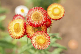 Strawflower Care Learn About The Growing Conditions For Strawflowers