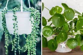 Bathrooms are great for plants﻿ to thrive in, thanks to their humid atmosphere. If You Can Get 6 8 In This Quiz You Re A Houseplant Expert