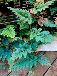 Image result for Selaginella vogelii