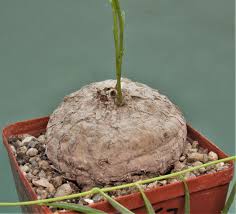 Image result for Ipomoea welwitschii