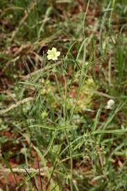 Image result for Hibiscus schinzii