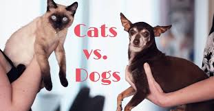 What's the better pet to have? Cats Vs Dogs Which Pet Is Best For You Dog Endorsed