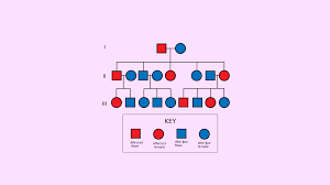Some of the worksheets displayed are pedigree charts work, pedigrees practice, studying pedigrees activity, pedigree work name, pedigree analysis activity answer key,continue. Pedigree Analysis Simplified Biology