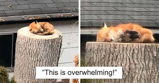 Fox Sleeping On A Tree Stump Makes The Day Of A Couple Stuck In Quarantine Bored Panda Download the perfect sleeping fox pictures. fox sleeping on a tree stump makes the