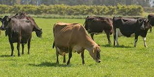 Farmers Weekly