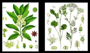 musings from the marsh star anise vs anise star anise anise fruit seeds