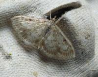 Image result for Anania perlucidalis