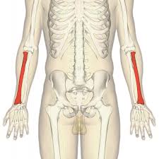 The epicranius 15 © v.cantarella bones and muscles: Radius Bone Wikipedia