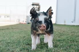 Ffa Pictures Animals Berkshire Pigs Raising Pigs