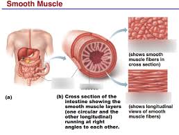 Smooth muscles are found in the hollow organs like the stomach, intestine, urinary bladder and uterus, and in the walls of the passageways, circulatory system, and in the tract of. Smooth Muscle Diagram Quizlet