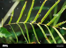 Image result for Pteris preussii