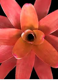 Image result for Nervilia petraea