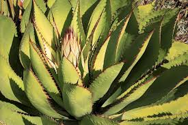 Embroidered cactus 'cactus 12' by cheese before | etsy. Succulent Plant Pests Diseases Problems Symptoms Solutions