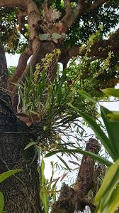 Image result for Polystachya bennettiana