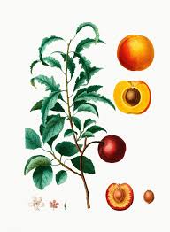 Download Premium Illustration Of Vintage Apricot Tree With Sliced Apricot Apricot Tree Illustration Botanical Artwork