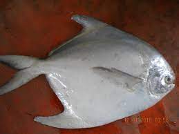 We did not find results for: Suara Penyuluh Perikanan Budidaya Ikan Bawal Putih