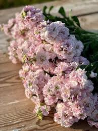 Image result for Matthiola