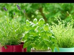 So, there we have it folks, that was a short episode on the best ways to control pests in your garden. Herb Garden Care And Maintenance Planet Natural