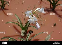 Image result for Crinum paludosum