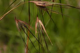 Image result for Themeda triandra