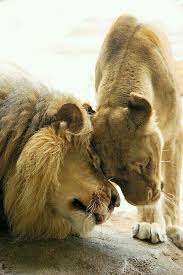 Lion Luv Animals Animals Beautiful Cute Animals
