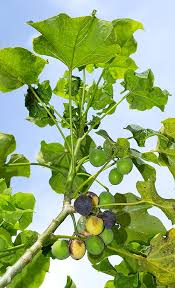 Image result for Jatropha curcas