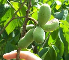 Texas distribution, attributed to u. Good Housekeeping Hearst Fruit Garden Growing Fruit Trees Pawpaw Tree