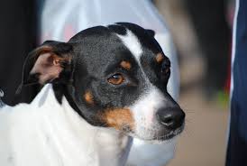 Check spelling or type a new query. Perro Running Fox Terrier De Pelo Liso Chile Bernardo Marquez Carrasco Flickr