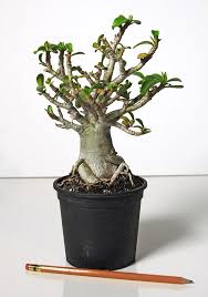 Image result for Adenium multiflorum