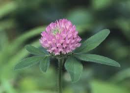 Image result for Trifolium wentzelianum