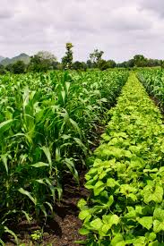 How do you start a new garden? How To Grow An Organic Garden 5 Simple Keys To Incredible Success