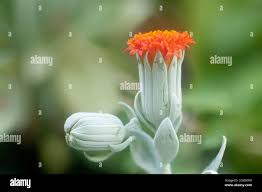 Image result for Kleinia fulgens