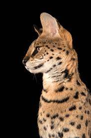 For Sale Munchkin Cats Product Id 2268008959 Warriorcats Serval Cats African Serval Cat Munchkin Cat