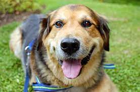Check spelling or type a new query. Sos Recherche Familles D Accueil Pour Chiens Et Chats Abandonnes Fondation Assistance Aux Animaux Actualites