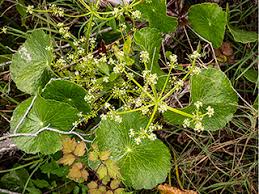 Image result for Hydrocotyle bonariensis