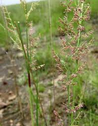Image result for Eragrostis gummiflua