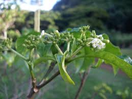 Image result for Rauvolfia vomitoria