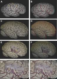 Image result for Brain Gyri