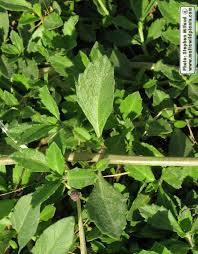 Image result for Lippia plicata