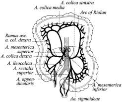 Inferior Mesenteric Artery An Overview Sciencedirect Topics