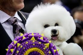 Westminster Dog Show Fast Facts Cnn