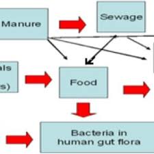 antibiotic resistance flow chart in bacteria and the