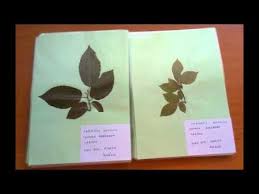 Aufs deckblatt gehört also eine generelle information. 15 Herbarium Ideen Herbarium Vorlage Gestalten Deckblatt Gestalten
